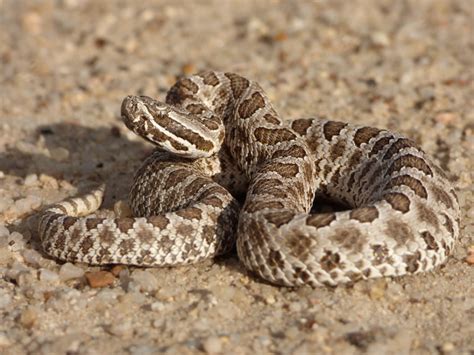 Western Massasauga Amphibians Mammals Agricultural Practices