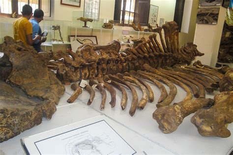 Museo Paleontol Gico Y Arqueol Gico De Tarija Valle De Los Gigantes