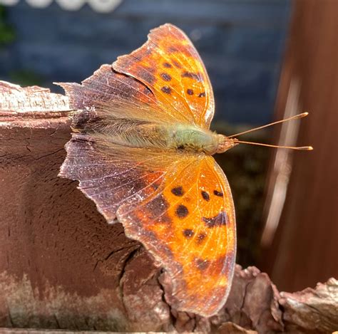 Oklahoma Butterflies And Moths Of North America