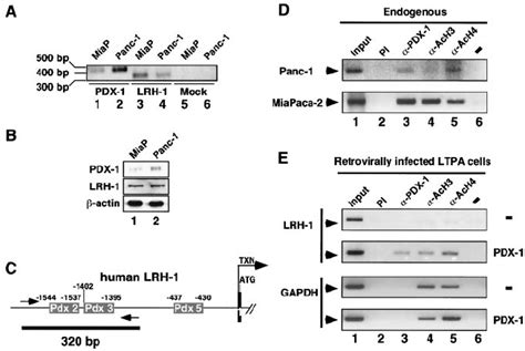 Pdx Binds To The Lrh Promoter In Pancreatic Cell Lines A Rt Pcr