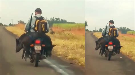 Un Cazador Lleva Dos Jabal Es Reci N Cazados En Su Peque A Moto