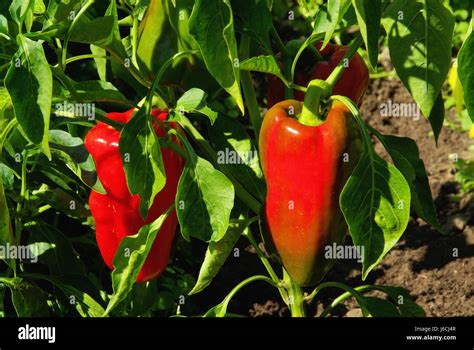 paprika plant - paprika plant 01 Stock Photo - Alamy