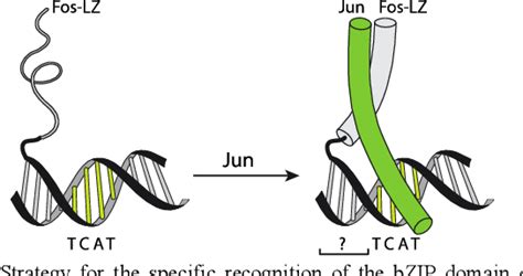 Figure 1 From Peptide Dna Conjugates As Tailored Bivalent Binders Of