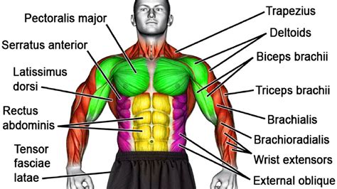 Dumbbell Exercises Muscle Groups