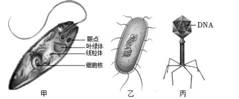 甲、乙、丙分别是眼虫、大肠杆菌、病毒的结构简图