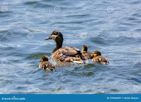 Wild Duck Swimming In Lake Water Birds In Park Stock Image Image Of