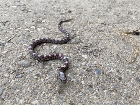 water snake or milk snake baby? [hocking hills, ohio] : r/whatsthissnake