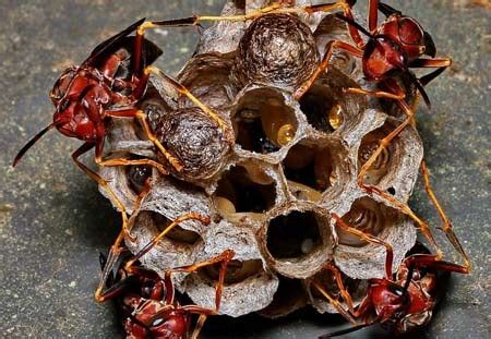 Paper Wasps Lakewood Exterminating