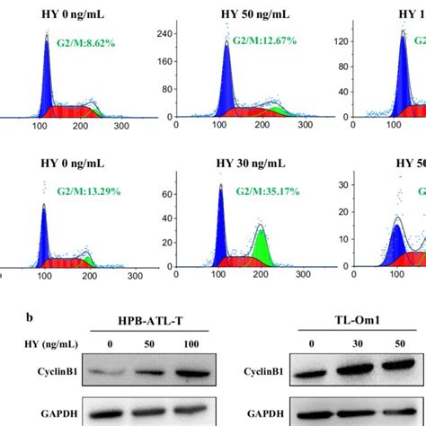 Hypericin PDT Induced G2 M Cell Cycle Arrest In ATL Cells A Effects Of