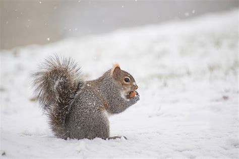 Best Squirrel Snow Stock Photos, Pictures & Royalty-Free Images - iStock