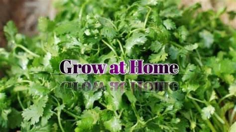 How To Grow Coriander Cilantro Dhaniya At Home Full Information Youtube