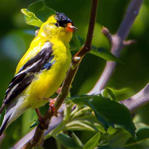 American Goldfinch A Common Yellow Bird In Colorado Nature Blog Network