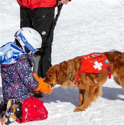 Ecco a voi i cani da valanga più famosi degli Stati Uniti News Petme