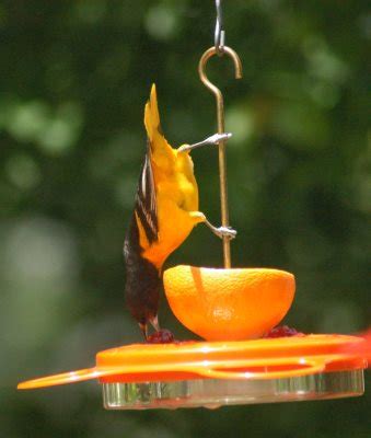 Best Oriole Feeder for Nectar, Jelly and Fruit