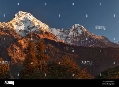 Annapurna South 7291m And Hiunchuli At Sunrise Seen From Ghandruk In