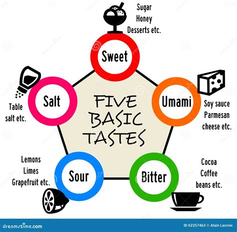 Basic Tastes Vector Illustration Infographics