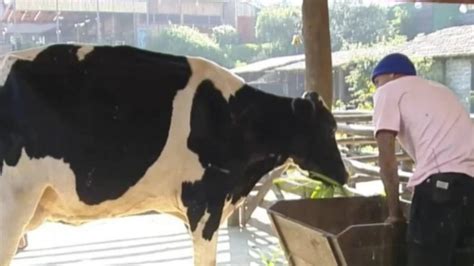 A Fazenda Wl Xinga Vaca E Pode Ser Punido Pela Produ O