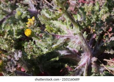 Senecio Leucanthemifolius Images Stock Photos Vectors Shutterstock