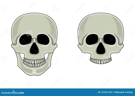 Skull Isolated On White Background Cartoon Human Skull With Jaw Stock Vector Illustration Of