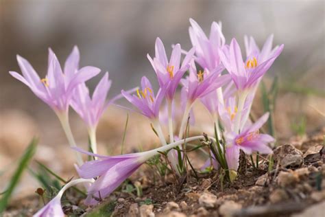 Colchique Caract Ristiques Utilisations Et Bienfaits Phytoth Rapie