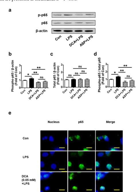 Figure 1 From Sodium Dichloroacetate Improves Migration Ability By