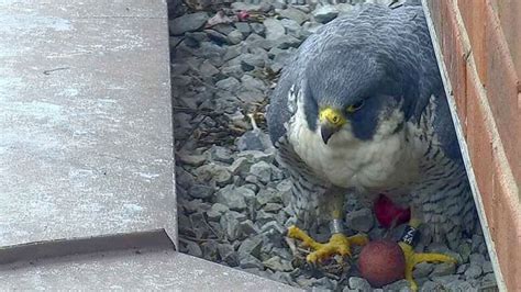 2 falcon eggs spotted atop Hamilton's Sheraton Hotel | CBC News