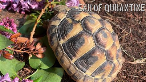 Introducing Hermanns Tortoises Youtube