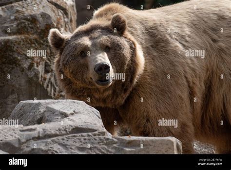 Male grizzly bear face close up hi-res stock photography and images - Alamy