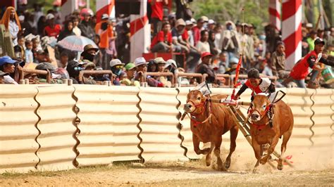 Panglima TNI Lestarikan Budaya Melalui Karapan Sapi Perang Bintang