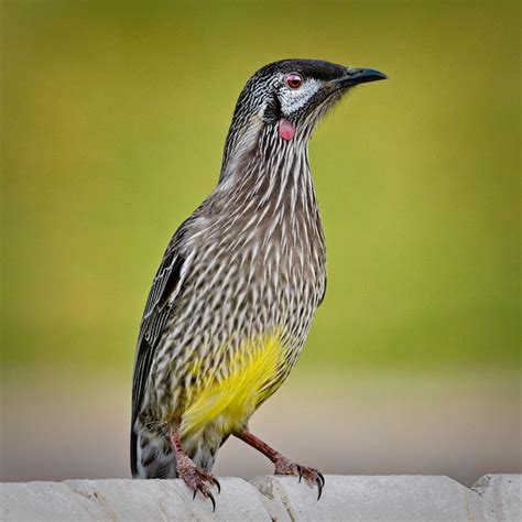 Premium Photo Close Up Of Red Wattle Bird Perching On A Bird Bath