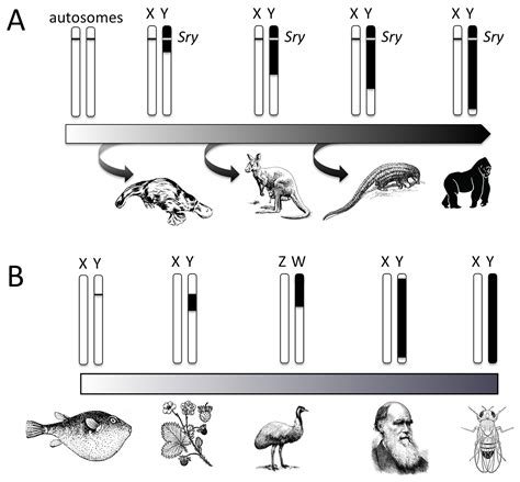 Sex Determination Why So Many Ways Of Doing It Ucl Discovery