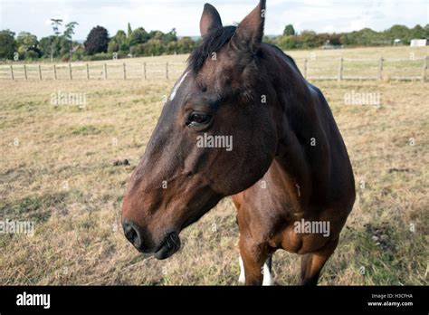 Horse Turning Head Hi Res Stock Photography And Images Alamy