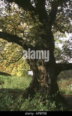 The Birnam Oak, Birnam, Dunkeld, Perthshire, Scotland, UK Stock Photo ...