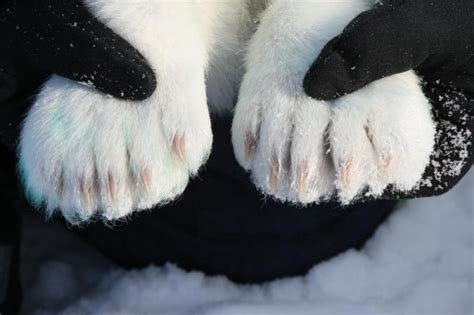 Paws and Claws: Polar Bear ‘Foundations’ - WWF.CA