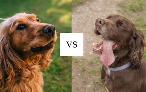 Male Vs Female Cocker Spaniel Is There A Difference Spaniel Advisor