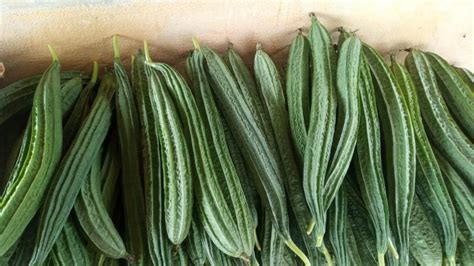 A Grade Fresh Green Ridge Gourd Loose At Rs 30 Kg In Nagpur ID