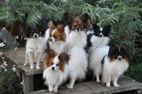 Road's End Papillons : Papillon Grooming