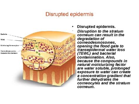 Stratum Corneum How Does Your Body Keep