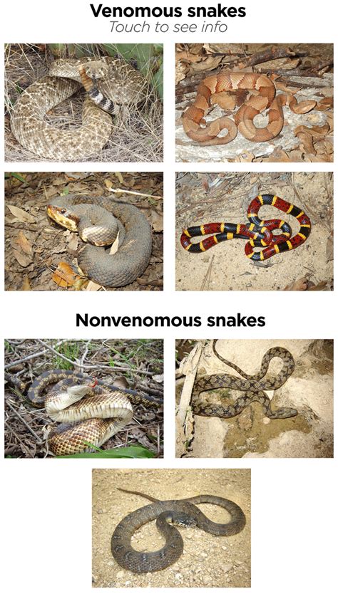 Snakes Of North Texas Texana Dallas News