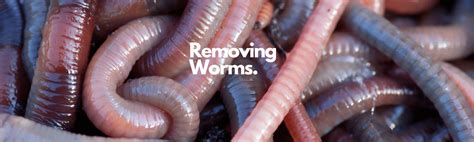 Say Goodbye to Detritus Worms: Easy Methods to Eliminate and Prevent ...