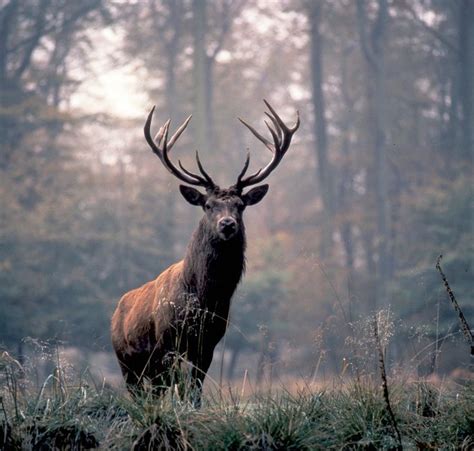 Das Rotwild Geh Rt Zur Ordnung Der Paarhufer Artiodactyla Zur