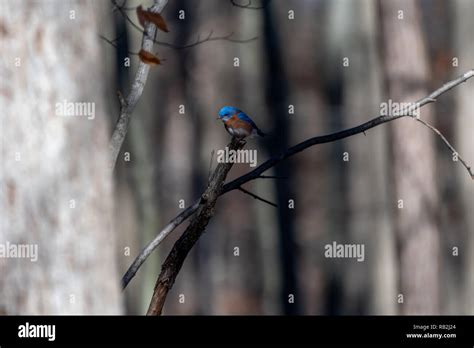 Eastern Bluebird (Sialia sialis) perching in tree Stock Photo - Alamy