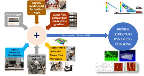 Biofilm structure morphology inside water systems | Multiphase Dynamics Group