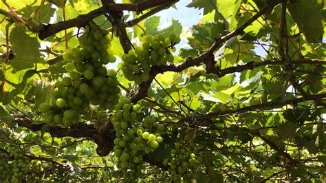 Ubasan Grape Farm Vhinoy Tv Yuriamazingchannel538 Youtube