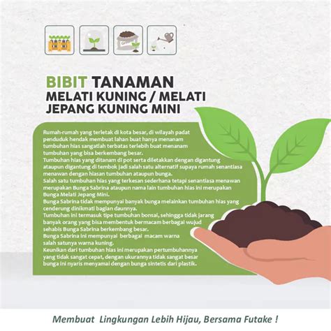 Tanaman Melati Kuning | Bibit Tanaman Melati Kuning / Jepang Kuning ...