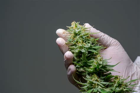 STJ Pode Decidir Sobre O Cultivo De Cannabis No Brasil Cannalize