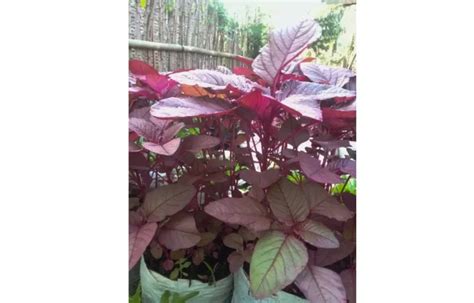 Red Amaranth Indoor Best Growing Tips And Techniques Gardenings Core