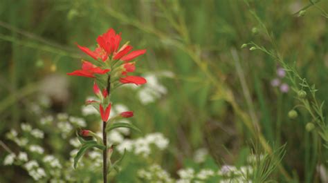 Grazing Oklahoma Indian Paintbrush Oklahoma Farm Ranch