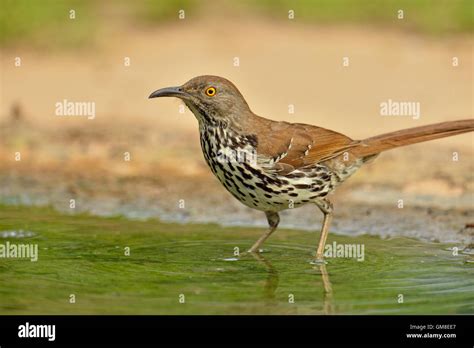 Long Billed Thrasher Toxostoma Longirostre Rio Grande City Texas