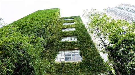 Facade Greening Good For The Environment And The Feel Good Factor